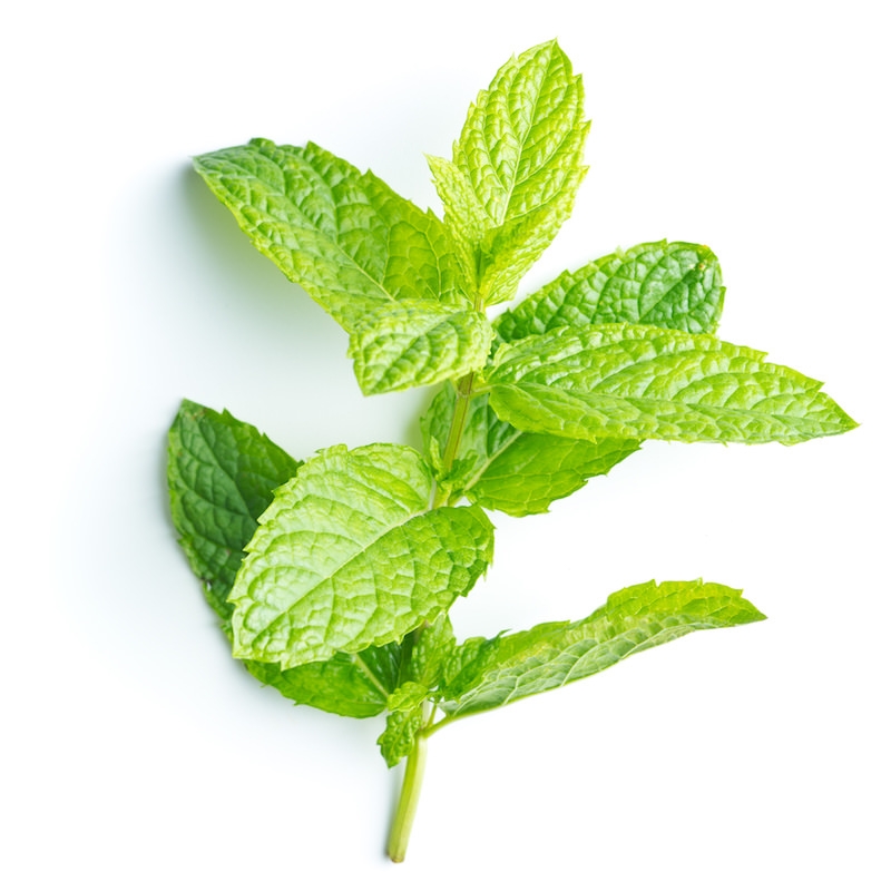 Mentha piperita oil